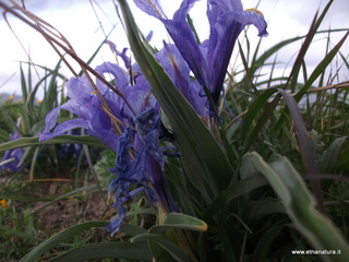 stello di Poira-22-12-2012 08-52-13